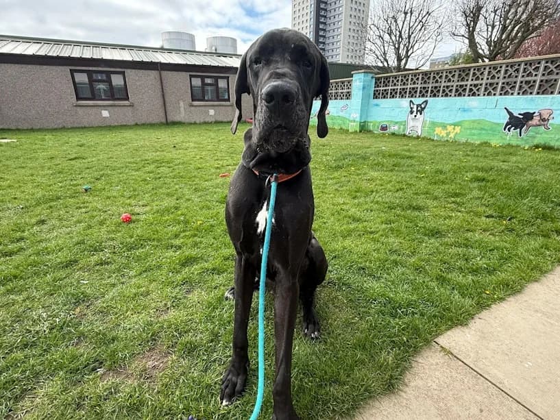 Thor, male Great Dane for adoption at Mrs Murray
