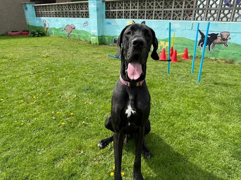 Thor, male Great Dane for adoption at Mrs Murray