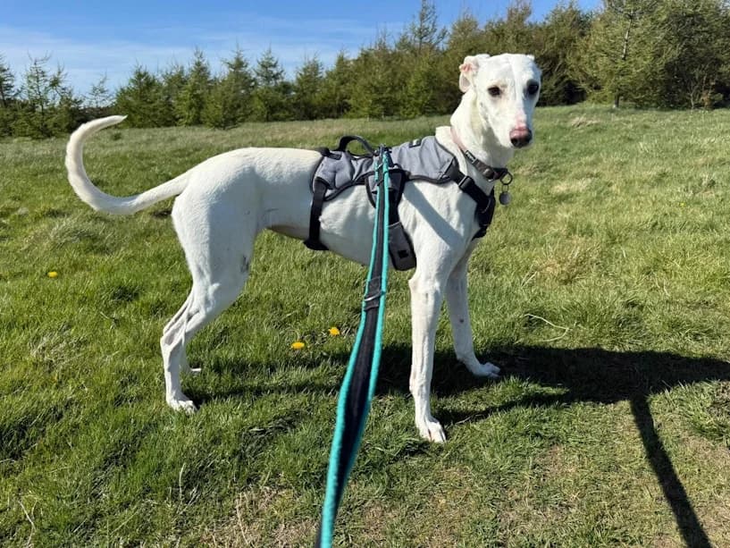 Scout, female young Lurcher for adoption at Mrs Murray