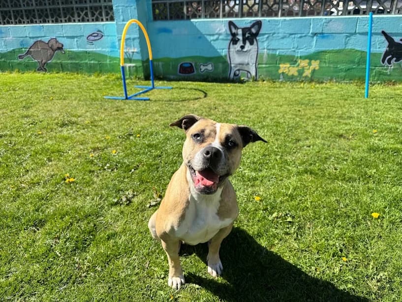 Scotia, female young Staffordshire Bull Terrier for adoption at Mrs Murray