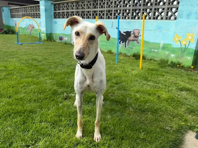 Spice, female young Lurcher for adoption at Mrs Murray
