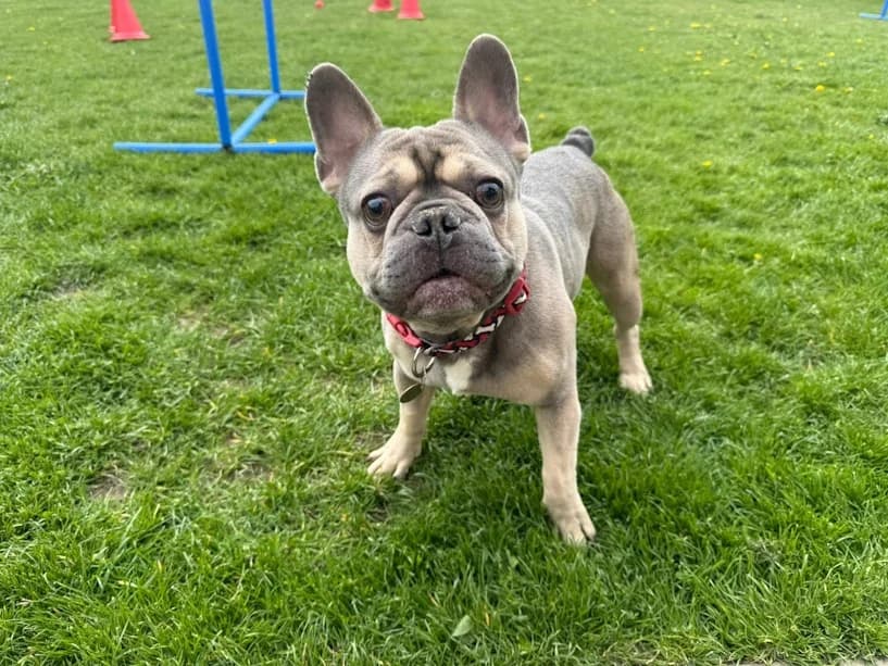 Kylo, male 4yo English Bulldog for adoption at Mrs Murray