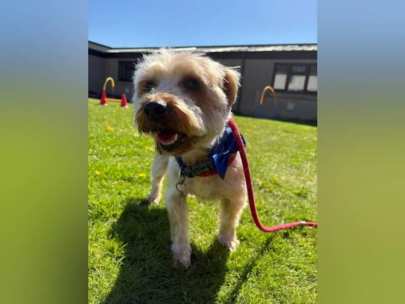 Harley, male senior Yorkshire Terrier for adoption at Mrs Murray