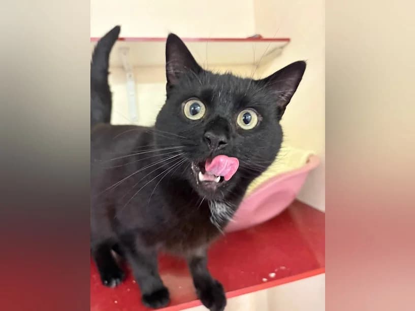 Knuckles, male 3yo Mixed Breed Cat for adoption at Mrs Murray