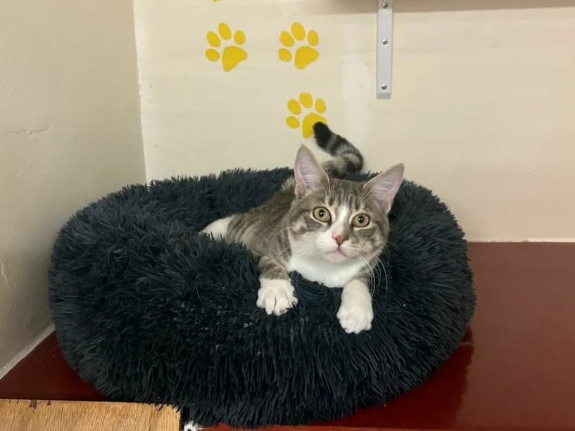 Ash, male young Mixed Breed Cat for adoption at Mrs Murray