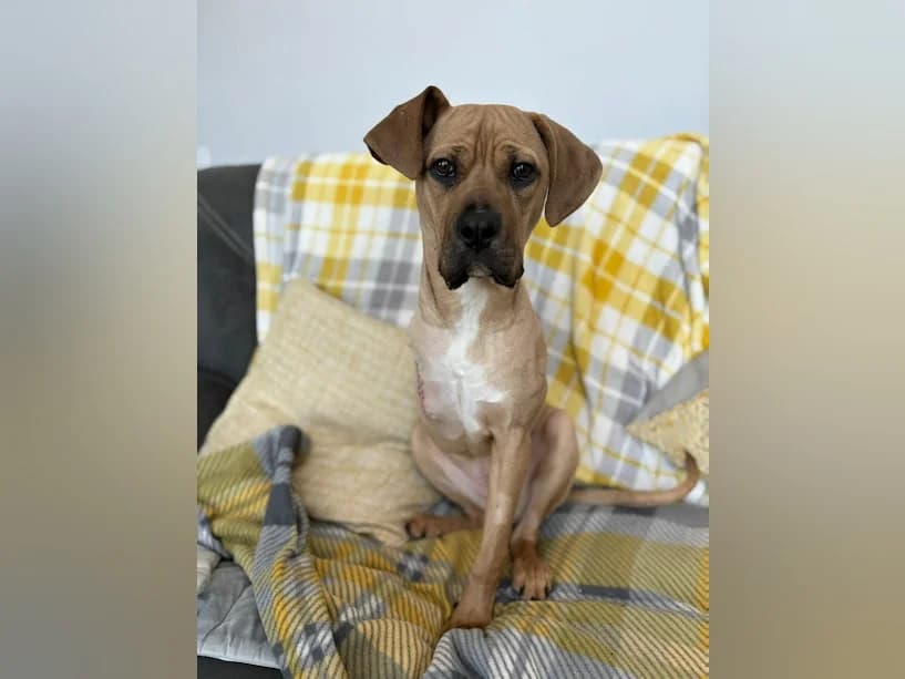 Posy, female puppy mixed breed for adoption at Mrs Murray