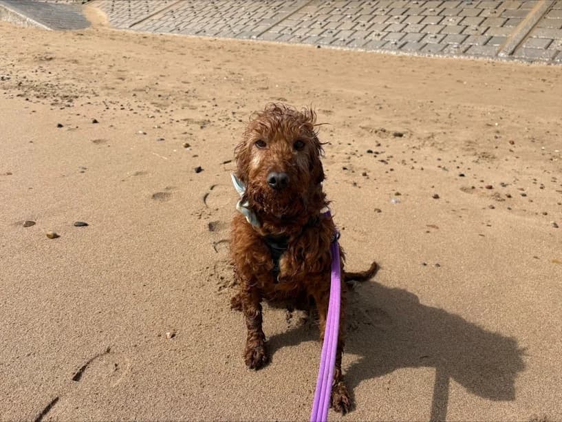 Jemima, female senior mixed breed for adoption at Mrs Murray