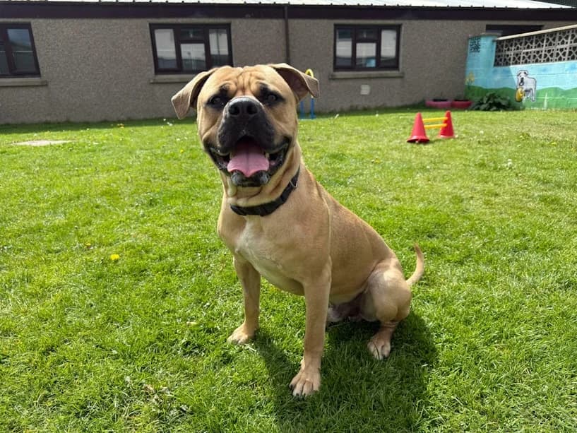Goofy, male young Mastiff for adoption at Mrs Murray