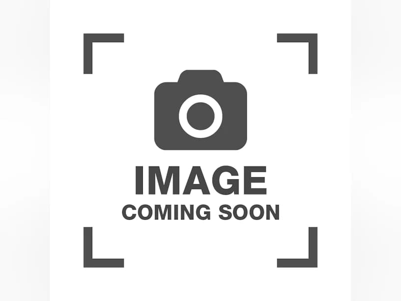 Diego, male 3yo mixed breed for adoption at Mrs Murray