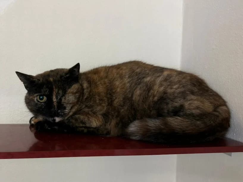Tyler, female senior Mixed Breed Cat for adoption at Mrs Murray