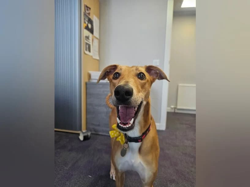 Syne, female young Lurcher for adoption at Mrs Murray