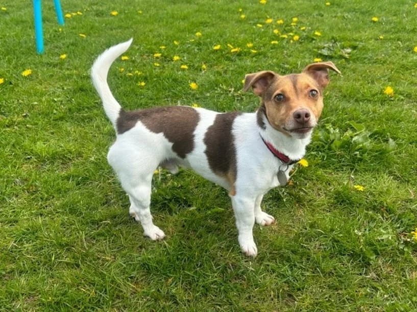 Bear, male 3yo Jack Russell Terrier for adoption at Mrs Murray
