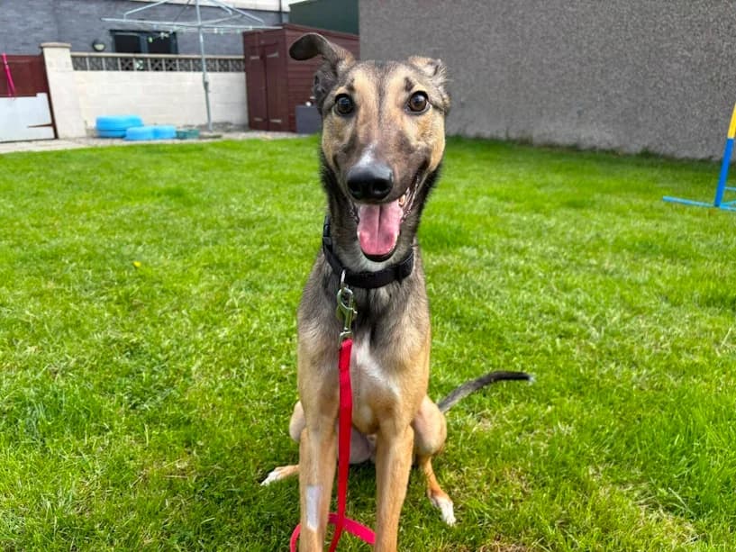 Noodle, male puppy Lurcher for adoption at Mrs Murray