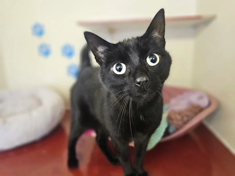 Binx, male 5yo Mixed Breed Cat for adoption at Mrs Murray