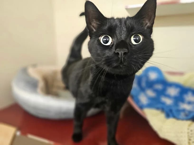 Koa, male 5yo Mixed Breed Cat for adoption at Mrs Murray