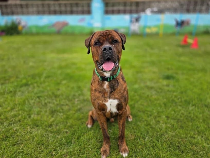 Tucker, male Mastiff for adoption at Mrs Murray