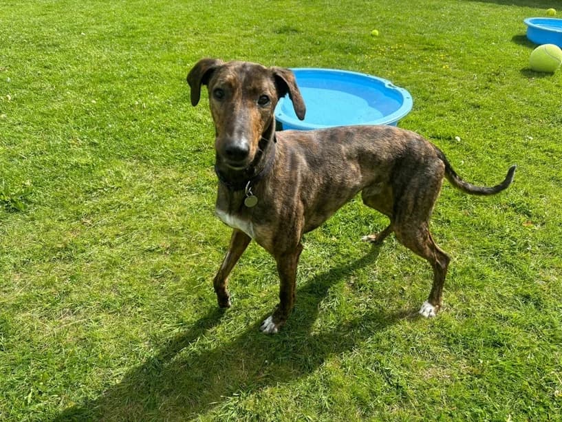 Diego, male 3yo Lurcher for adoption at Mrs Murray