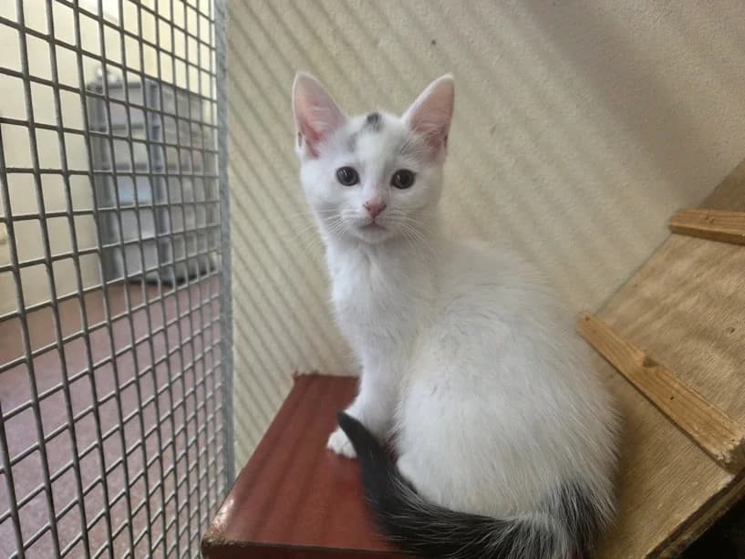 Pie, female puppy Mixed Breed Cat for adoption at Mrs Murray