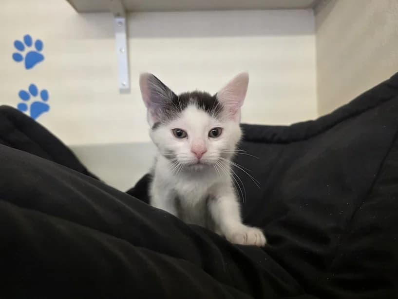 Bradie, male puppy Mixed Breed Cat for adoption at Mrs Murray