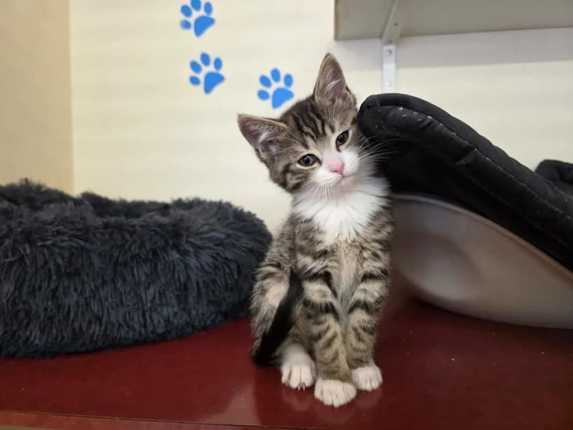 Pasty, female puppy Mixed Breed Cat for adoption at Mrs Murray