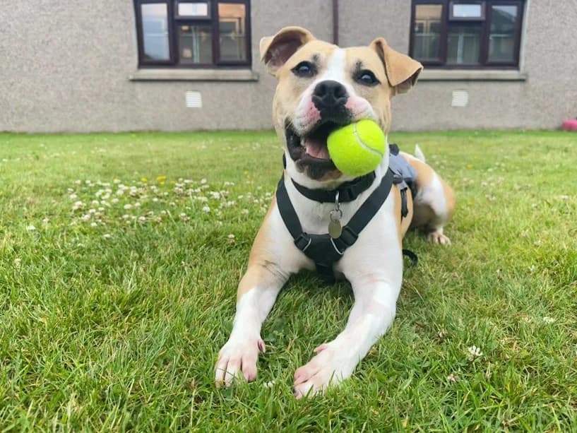Sunshine, female young Staffordshire Bull Terrier for adoption at Mrs Murray