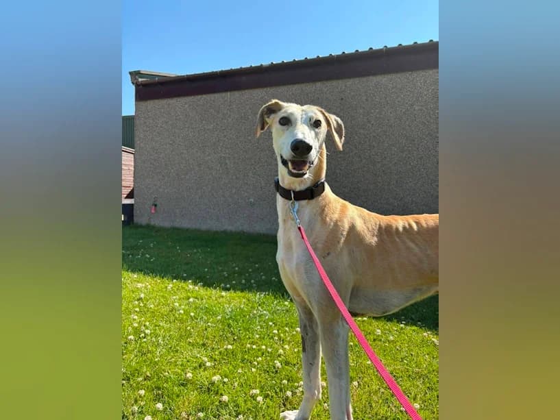 Stan, male 5yo mixed breed for adoption at Mrs Murray