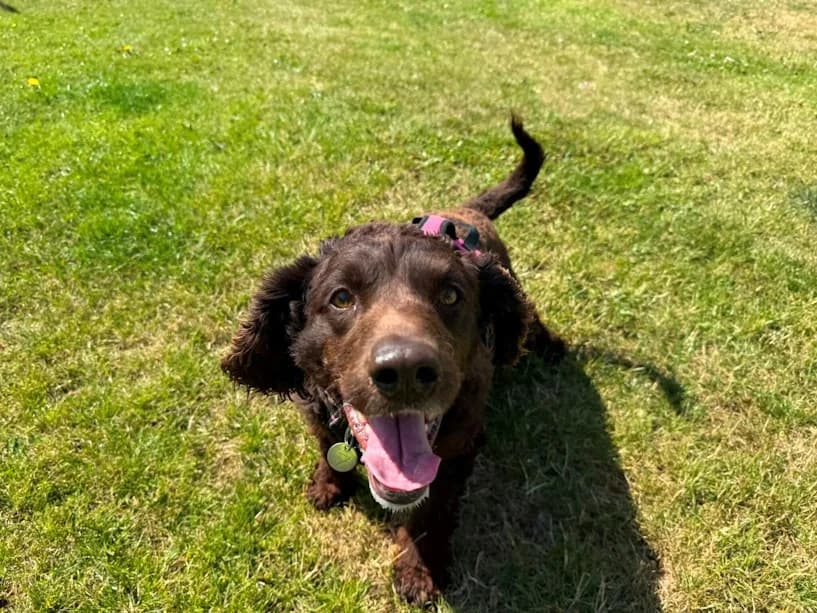 Lady, female Cocker Spaniel for adoption at Mrs Murray