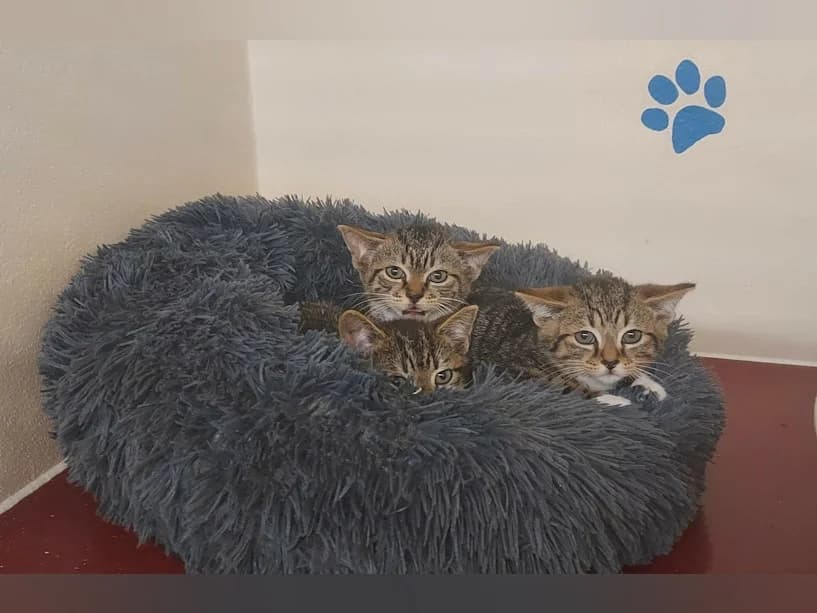 Feisty 5, Mixed Breed Cat for adoption at Mrs Murray