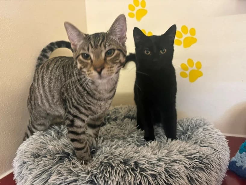 Figro & Tigger, male Mixed Breed Cat for adoption at Mrs Murray