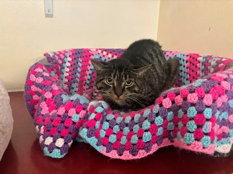 CeCe, female Mixed Breed Cat for adoption at Mrs Murray