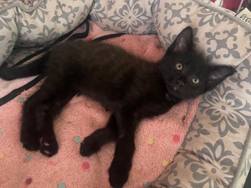 Jellybean, Mixed Breed Cat for adoption at Mrs Murray