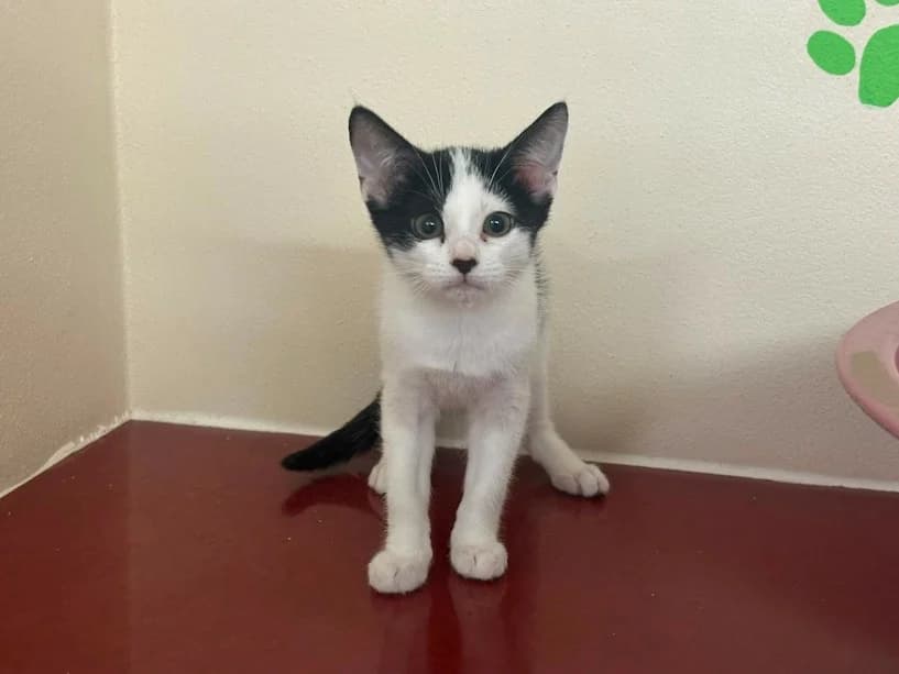 Candyfloss, female Mixed Breed Cat for adoption at Mrs Murray