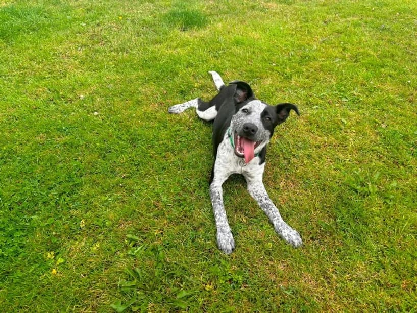 Lillie, female puppy Staffordshire Bull Terrier for adoption at Mrs Murray