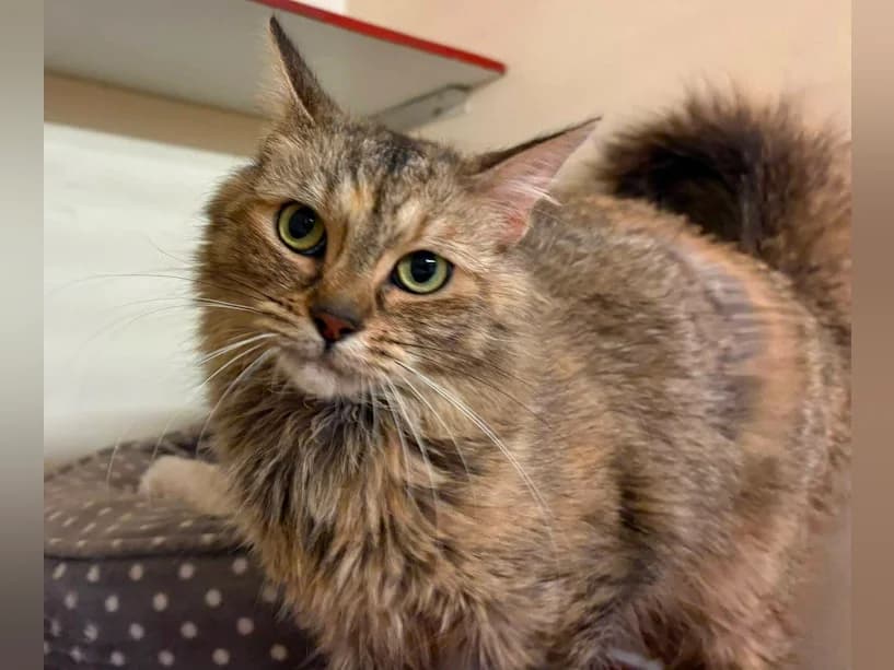Willow, female young mixed breed for adoption at Mrs Murray