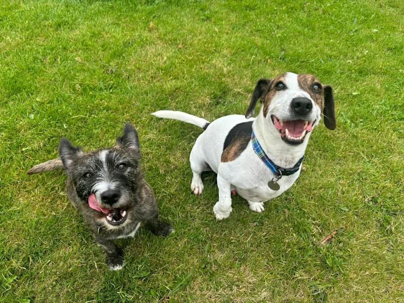 Hugo and Luna, female senior mixed breed for adoption at Mrs Murray