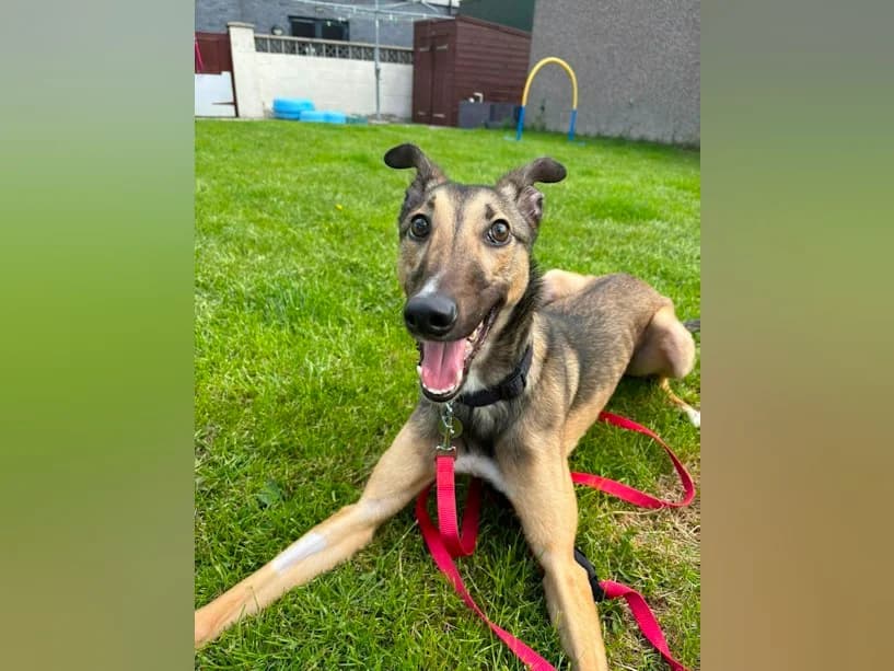 Noodle, male puppy Lurcher for adoption at Mrs Murray