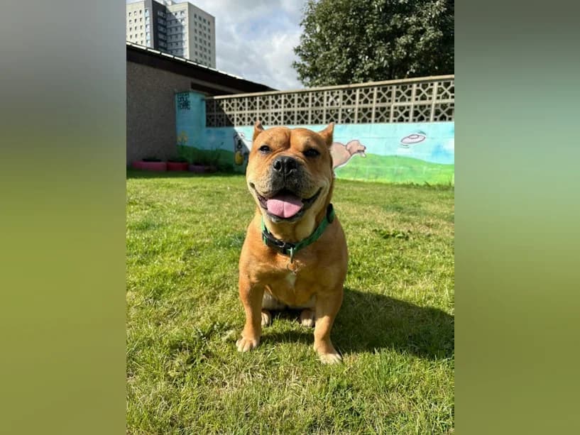 Bonnie, female young Shar Pei for adoption at Mrs Murray