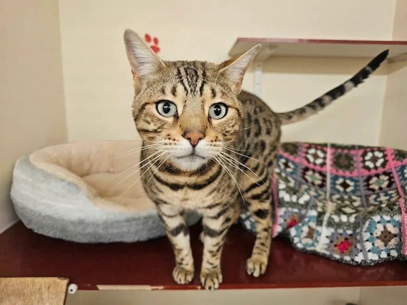 Goose, male 5yo Bengal for adoption at Mrs Murray