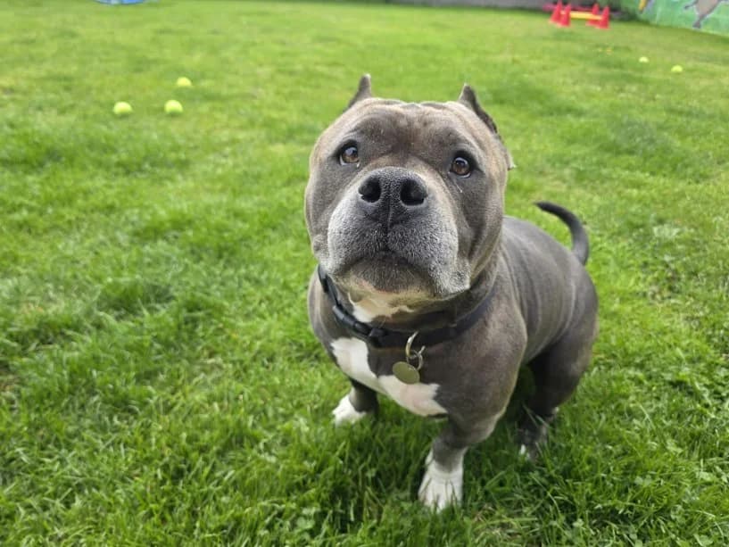 Beans, female 4yo English Bulldog for adoption at Mrs Murray