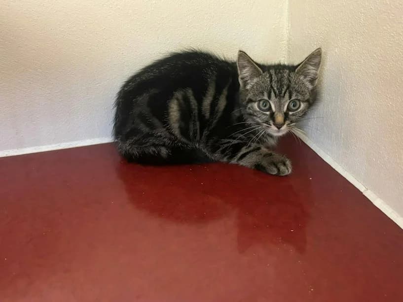 Tattie Scone, male puppy Mixed Breed Cat for adoption at Mrs Murray