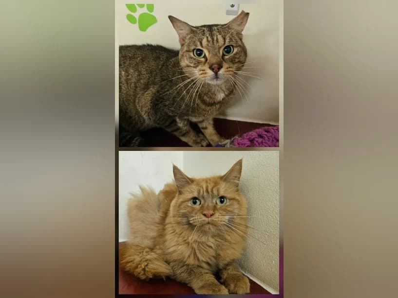 Toby & Biscuits, Mixed Breed Cat for adoption at Mrs Murray