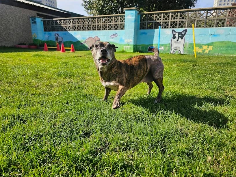 Pookee, female 6yo mixed breed for adoption at Mrs Murray
