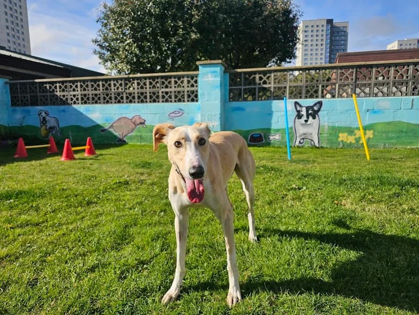 Croissant, male young Lurcher for adoption at Mrs Murray