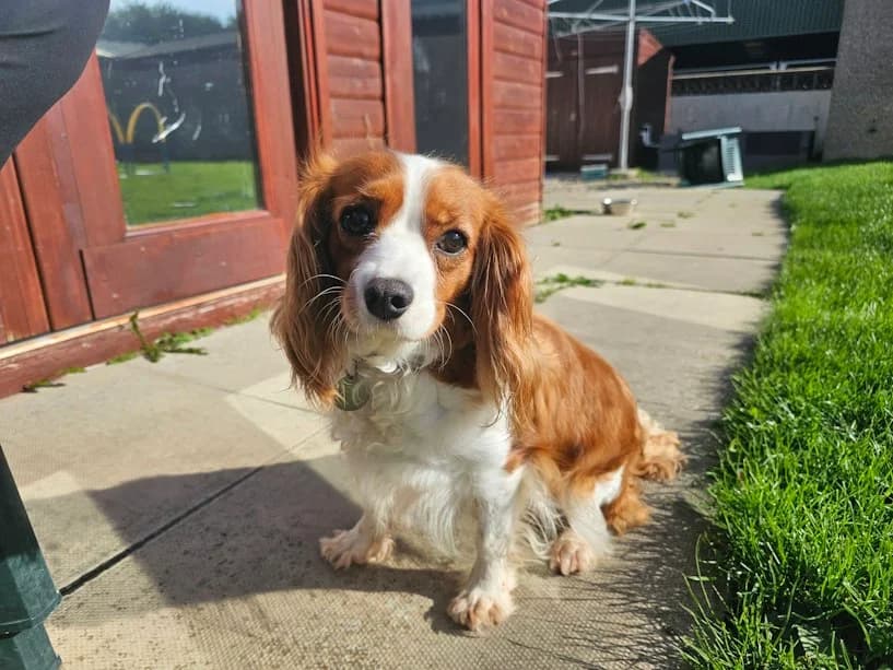 Lady, female 3yo mixed breed for adoption at Mrs Murray
