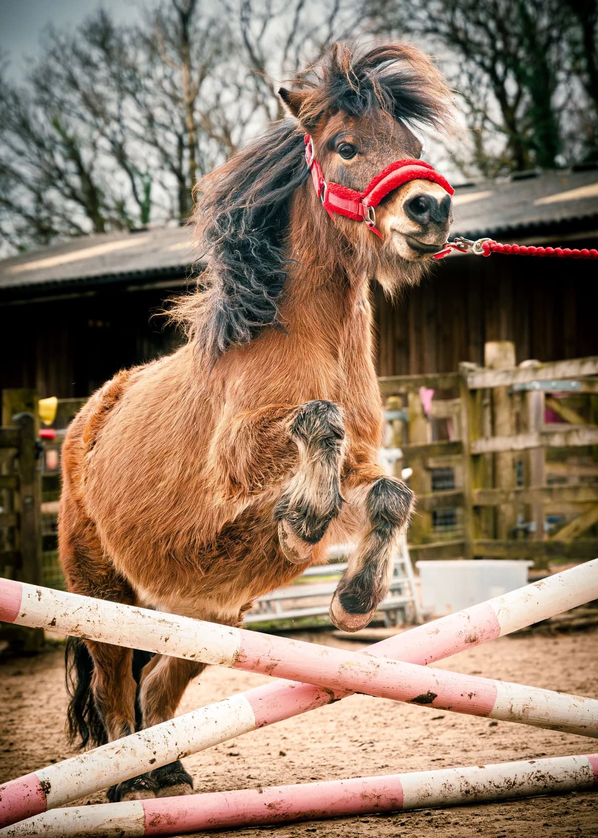 2010, male mixed breed for adoption at Munchkins Miniature Shetland Rescue