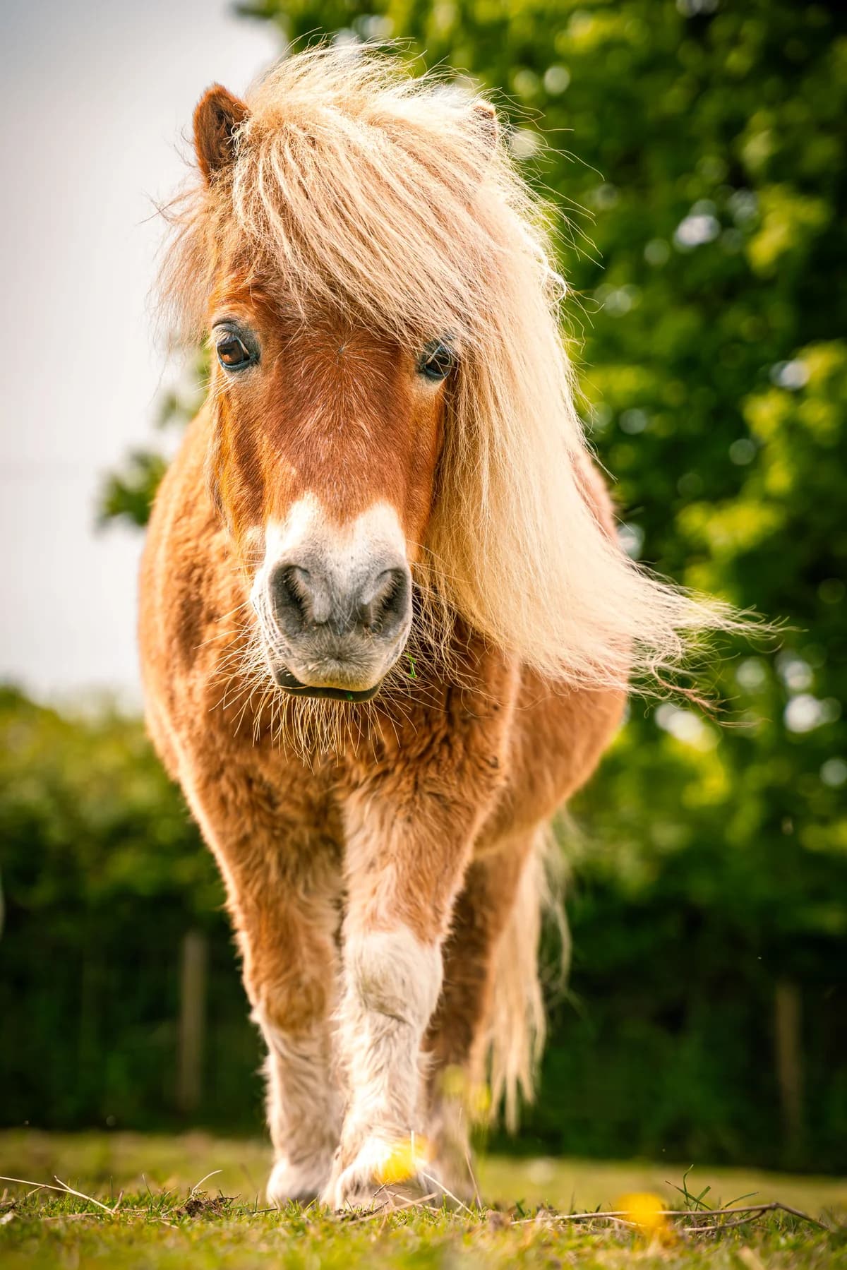 Follow us, mixed breed for adoption at Munchkins Miniature Shetland Rescue