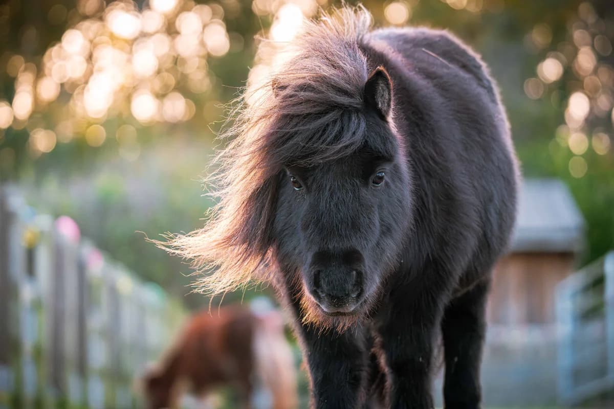 Tim, mixed breed for adoption at Munchkins Miniature Shetland Rescue