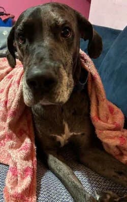 Angus - not at Mutts, male 5yo Mixed Breed for adoption at Mutts in Distress, Little Hallingbury