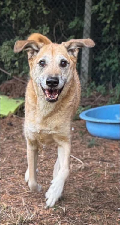 Aussie, male senior Mixed Breed for adoption at Mutts in Distress, Little Hallingbury