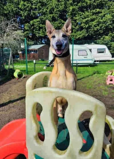 Darwin, male senior Mixed Breed for adoption at Mutts in Distress, Little Hallingbury